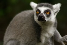 lemur-543442_1280